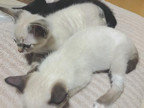 シャム 猫 ミックス