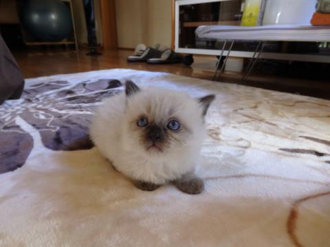 猫]香川県の里親募集 ヒマラヤン系長毛フサフサ