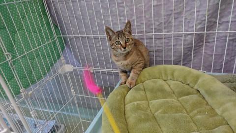 岡山県 生後4ヶ月 可愛いキジちゃん 猫の里親募集 ネコジルシ