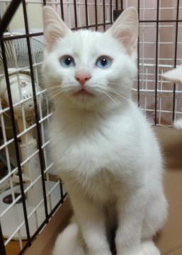 猫]福岡県の里親募集 美しいブルーアイ白猫2ヶ月