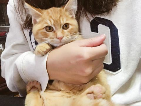 秋田県 かわいい雑種仔猫です 猫の里親募集 ネコジルシ