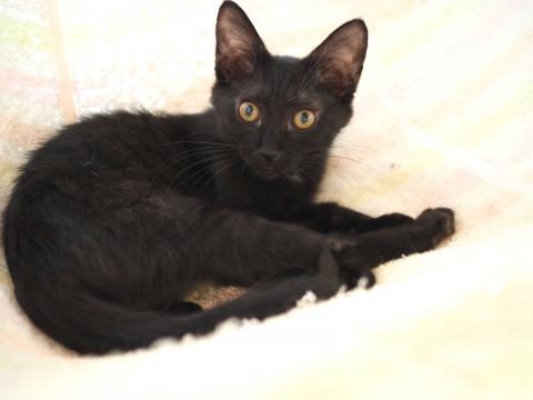 黒猫様 御専用 黒猫根付 / 根付※専用豪華ボックス入り｜数-SUU- 着物帯留め