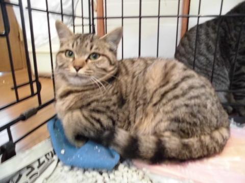 岡山県 動画有ツチノコみたいなキジトラ 猫の里親募集 ネコジルシ