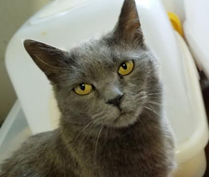 千葉県 なんちゃってロシブル こいもちゃん 猫の里親募集 ネコジルシ