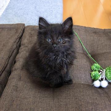 猫]大阪府の里親募集 長毛黒猫ちゃん♡
