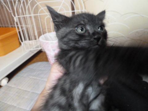 大阪府 可愛い子猫 猫の里親募集 ネコジルシ