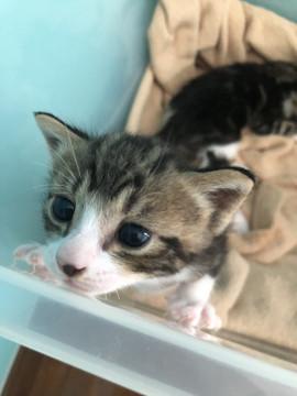 大分県 可愛い子猫ちゃんです 猫の里親募集 ネコジルシ