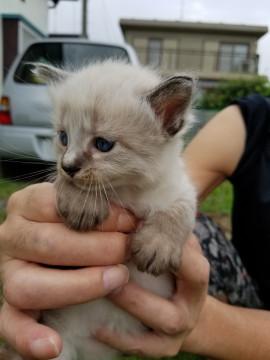 茨城県 かわいいシャム猫風ふわふわ子猫 猫の里親募集 ネコジルシ