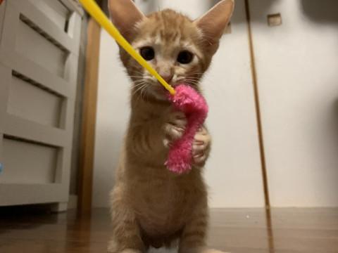 静岡県 赤ちゃんライオン顔の茶トラくん 猫の里親募集 ネコジルシ