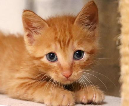 京都府 頼りになるお兄ちゃん ツムツムくん 猫の里親募集 ネコジルシ