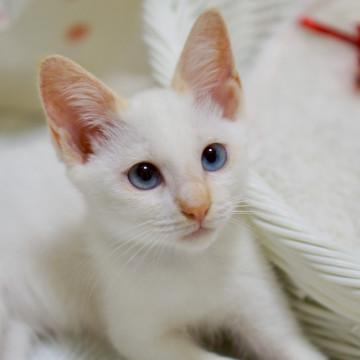 ΦωΦ)ヒマラヤン✨タルトちゃん✨仔猫✨里親様募集(ΦωΦ)猫 捨てれ
