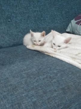 しろねこ キティ ♡新品♡白猫 シロネコ キティ ぬいぐるみ