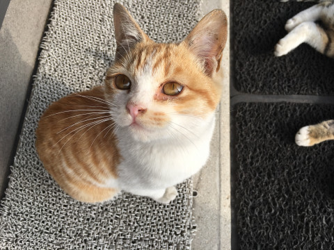 岡山県 タヌキ顔 小トラくん 猫の里親募集 ネコジルシ