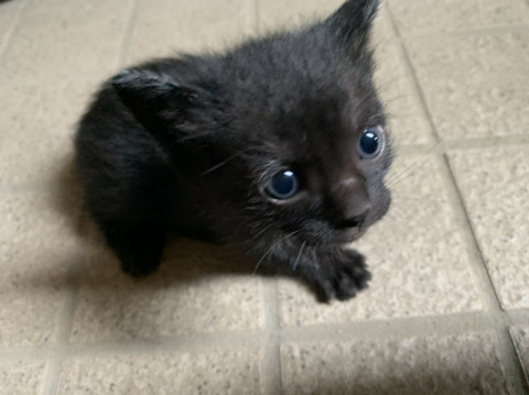 群馬県 可愛い黒猫ちゃん 2 猫の里親募集 ネコジルシ