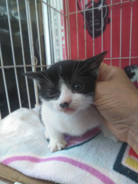 愛知県 ハチワレのほくろちゃん 猫の里親募集 ネコジルシ