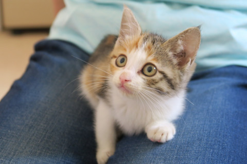猫]東京都の里親募集 美人猫の三毛ちゃん