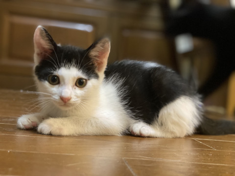 香川県三豊市 かわいいこねこのまるもちゃん 猫の里親募集 ネコジルシ