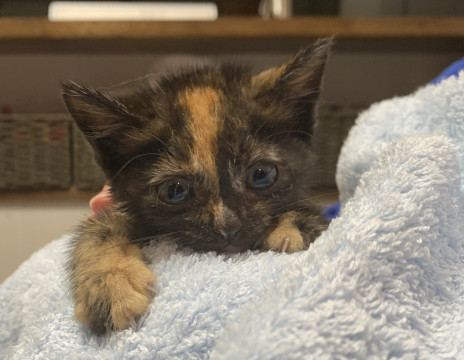 静岡県 かわいいサビ猫ちゃん 猫の里親募集 ネコジルシ