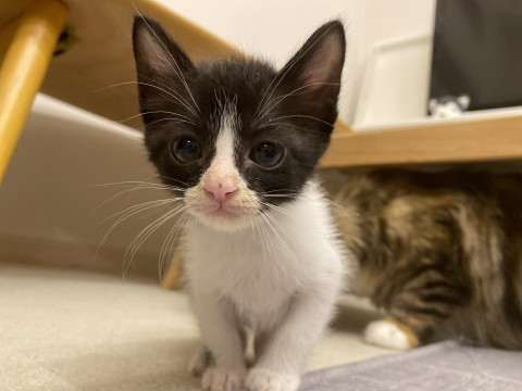 大阪府 かわいいハチワレ兄弟 猫の里親募集 ネコジルシ