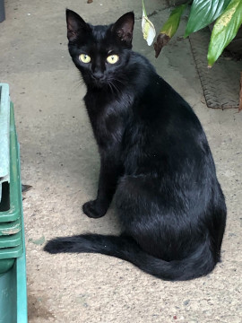 猫]神奈川県の里親募集 美しい黒猫さんです。