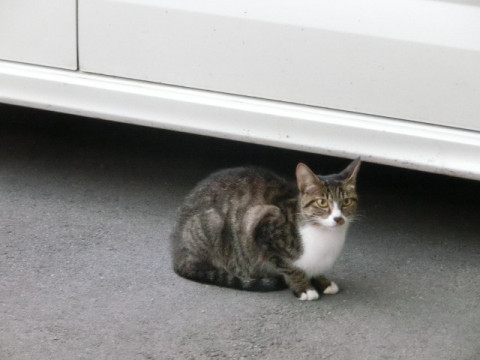 長野県 おなかいっぱいだよ 猫の里親募集 ネコジルシ
