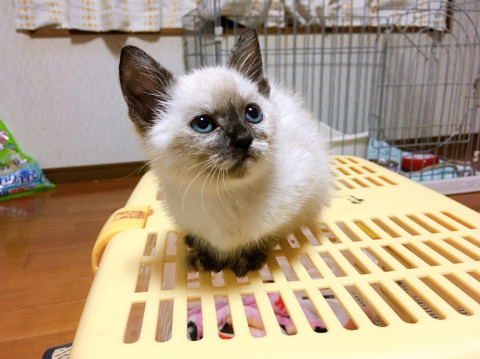 猫]宮崎県の里親募集 生後一ヶ月ぐらいのシャム猫ちゃん