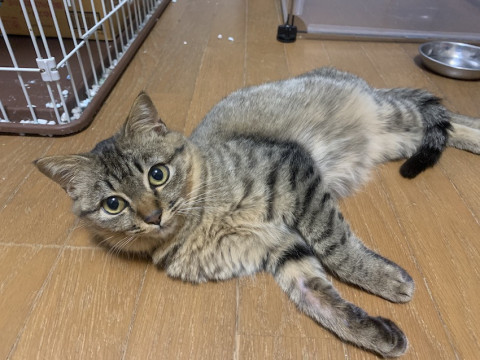 岡山県 ツチノコ風ぽっちゃりキジトラ 猫の里親募集 ネコジルシ