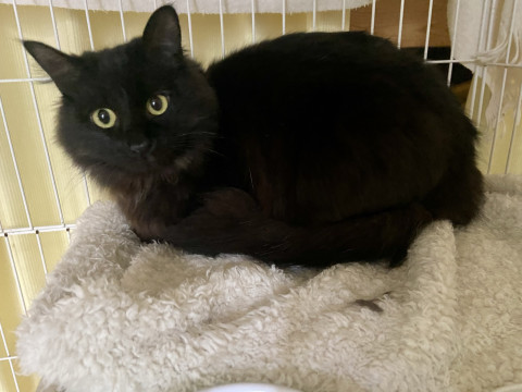 千葉県 黒長毛おっとり男子 キャラ君10か月 猫の里親募集 ネコジルシ