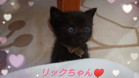 猫]千葉県の里親募集 可愛さ爆発❤️こぐまちゃんみたいな黒ちび