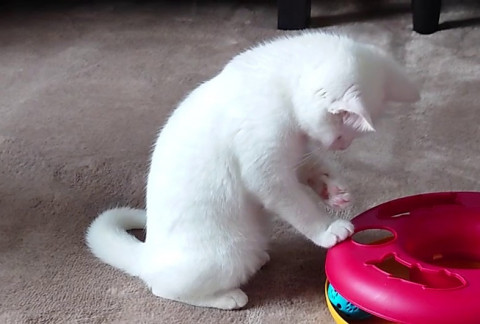 神奈川県】ぬいぐるみ⁉️可愛すぎる白猫なつめ - 猫の里親募集 