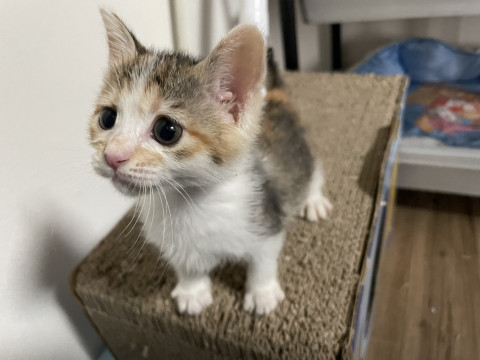 瞑想猫(*´꒳`*) 三毛猫　タレ耳ちゃん 猫]岐阜県の里親募集 タレ目三毛ちゃん