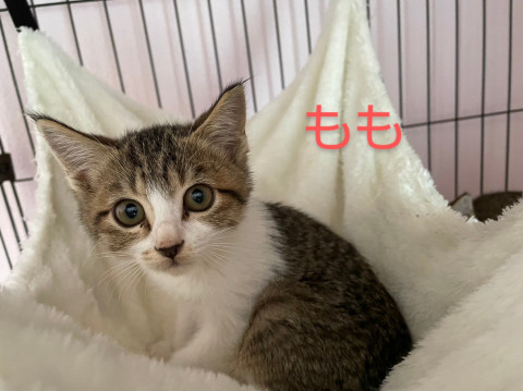 キジちゃん 26点 おまとめ 11日更新 1-1-640x640.jpg