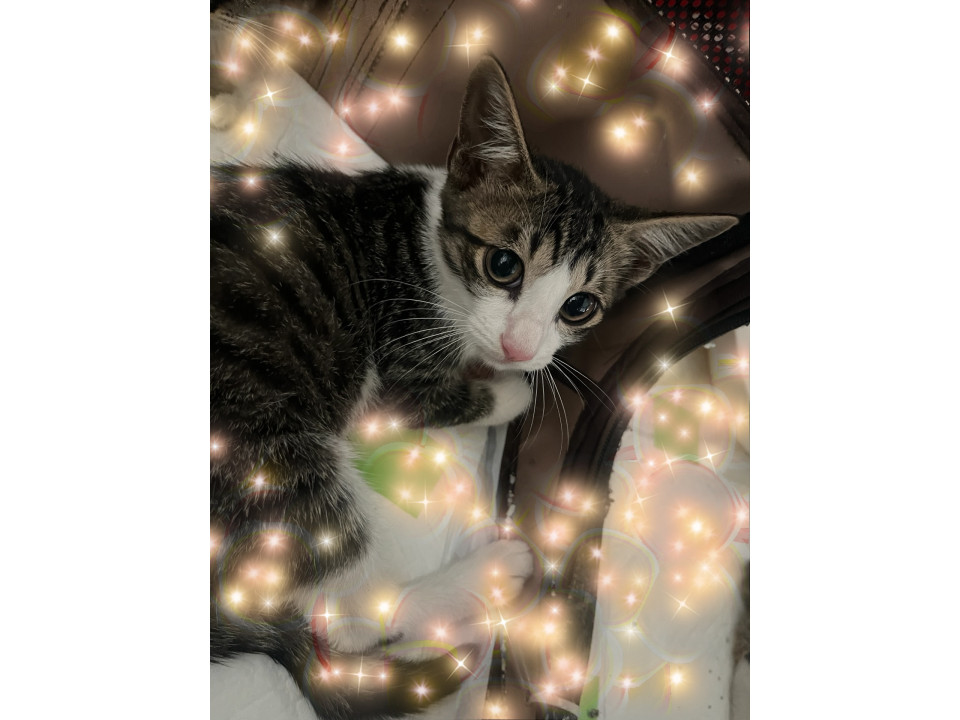 猫]香川県仲多度郡多度津町の里親募集 イケメンキジ白！大人しいです