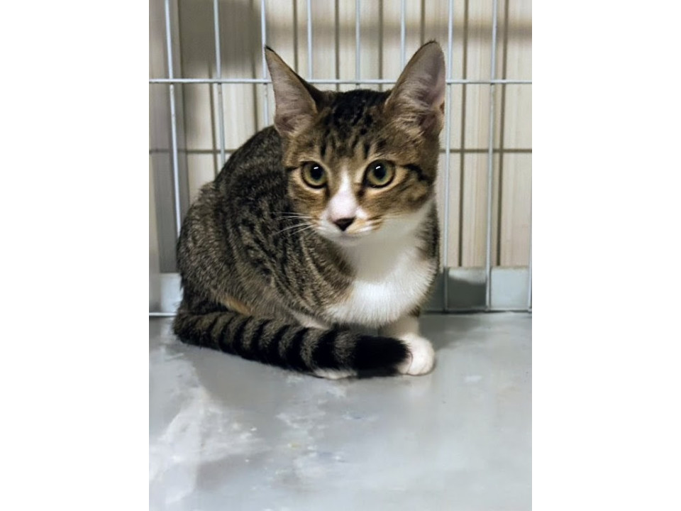 とらねこ✩プロフィール確認お願いします✩様 専用 猫]福島県福島市の里親募集 可愛いトラ猫ちゃん
