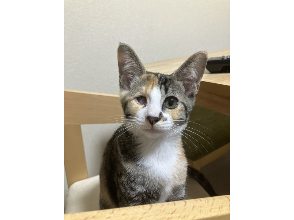 猫]群馬県太田市の里親募集 ＊元気いっぱい片目の縞三毛ちゃん＊