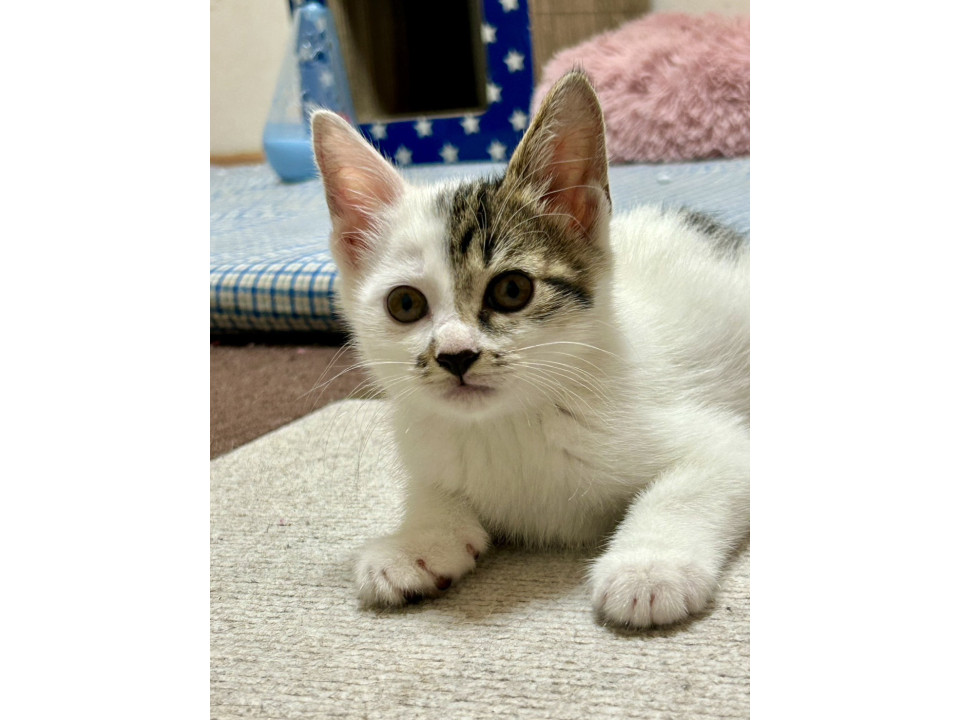 キジちゃん 26点 おまとめ 11日更新 猫]神奈川県横浜市保土ケ谷区の里親募集 11/9譲渡会 キジ白の