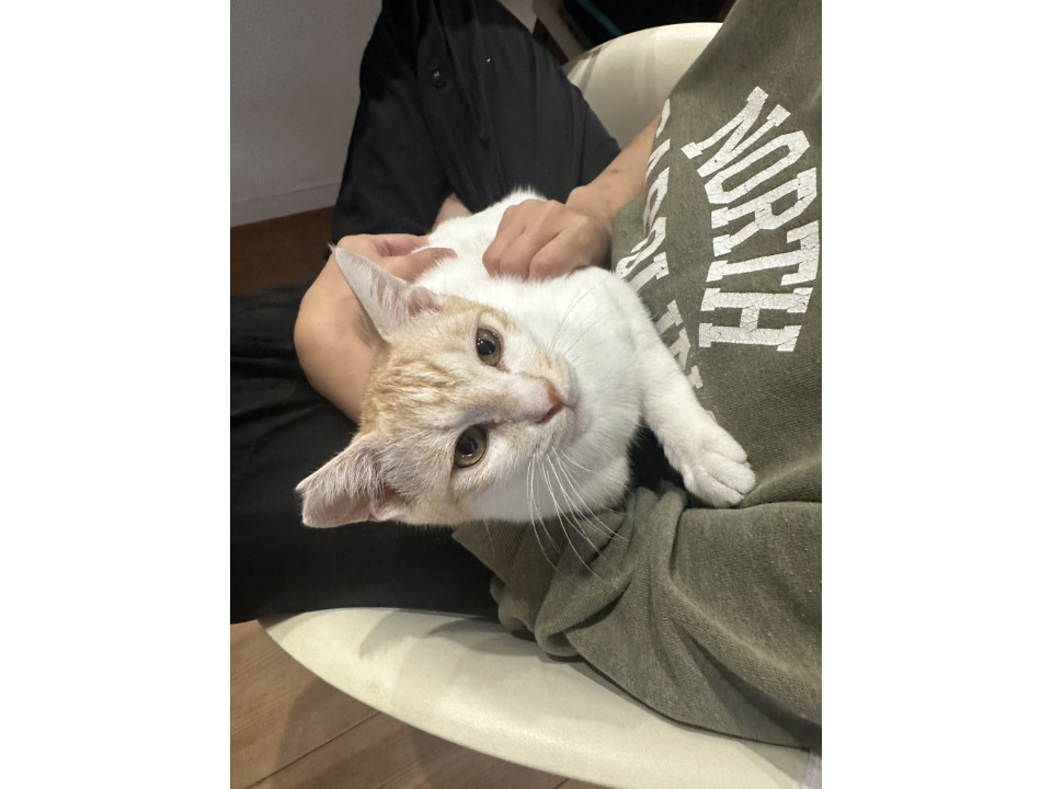 猫]石川県鳳珠郡穴水町の里親募集 わんぱくな茶白の子