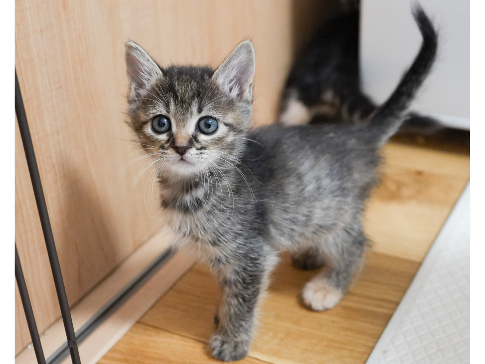 猫]京都府京都市北区の里親募集 麦わら柄｜甘えん坊な女の子