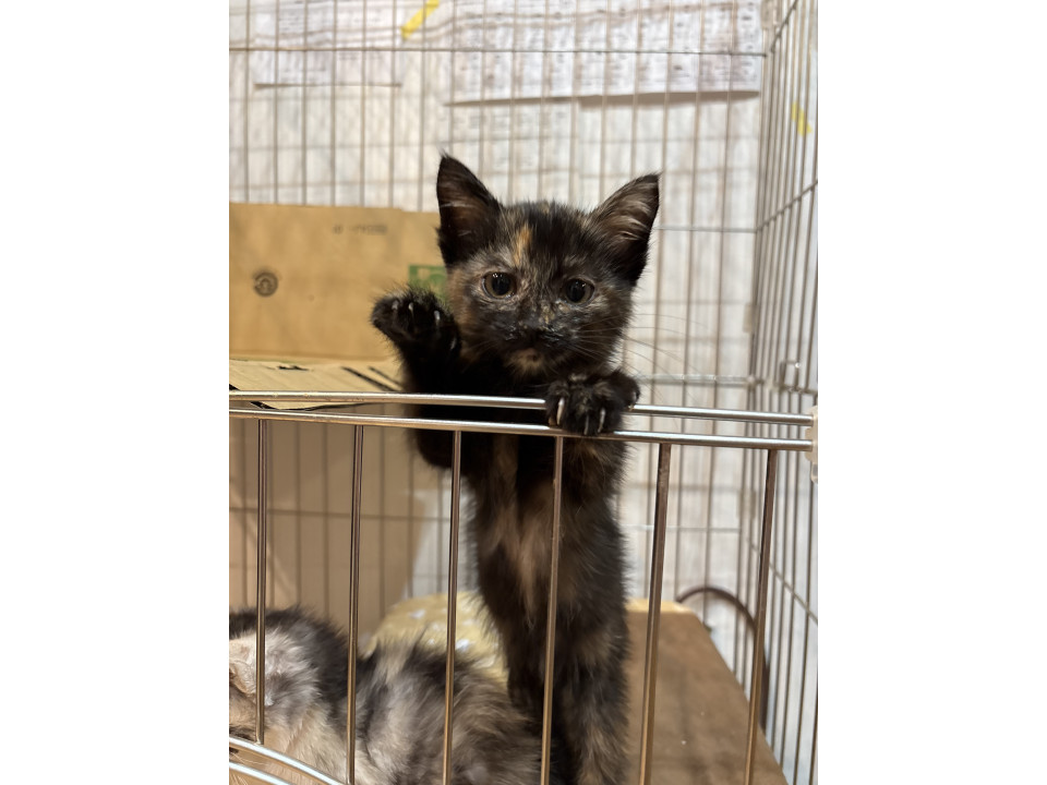 キャンバス油絵 専用 サビ猫ジジちゃんのわくわく散歩♪♪ キャンバス