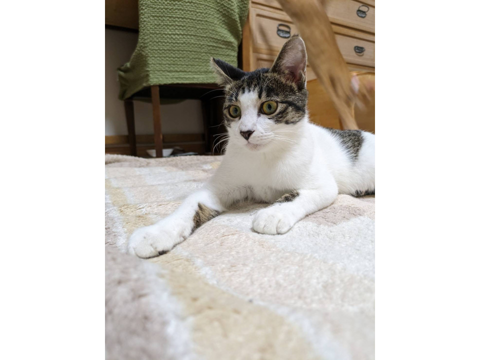 うらねこ様 完成品ご確認ページ☺︎ 猫]京都府向日市の里親募集 おおらかでフレンドリーなベルくん