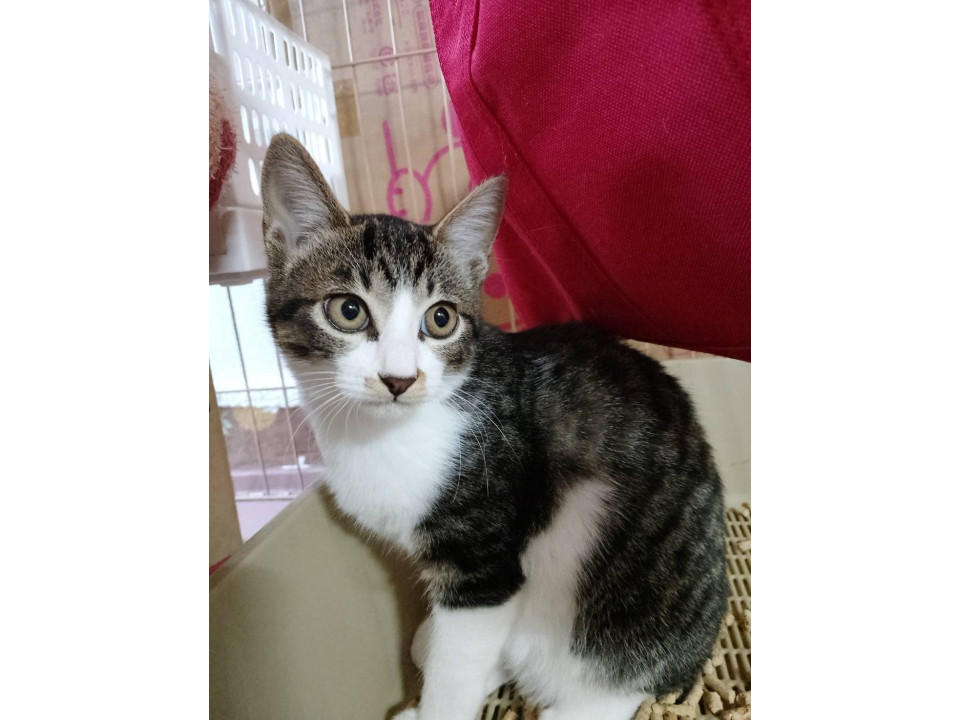 親ねこ3521 みーちゃんとちびちゃんです。代理投稿です 島根県 ♀ 生後10才 の