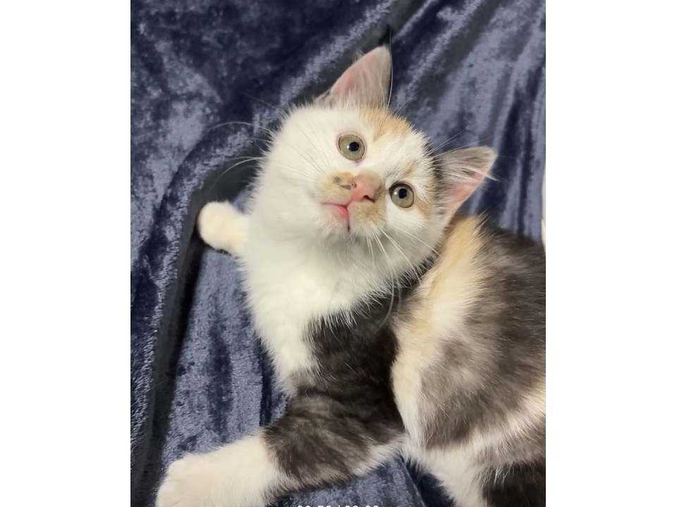 猫]秋田県山本郡三種町の里親募集 おてんばな三毛猫の女の子