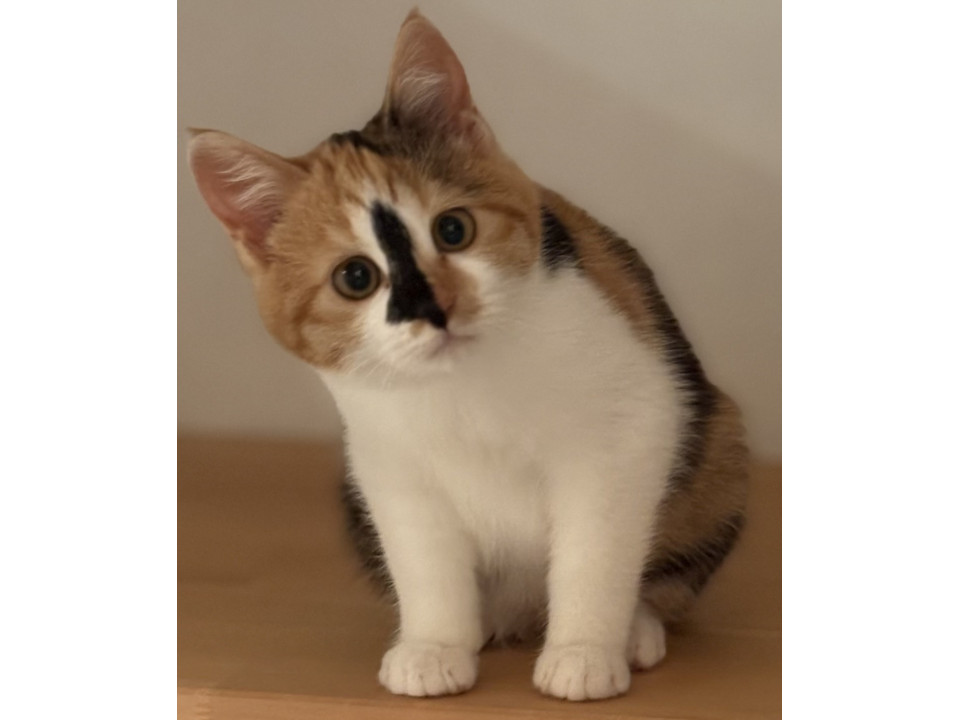 猫]香川県高松市の里親募集 ゴロゴロ三毛猫さざえちゃん♡