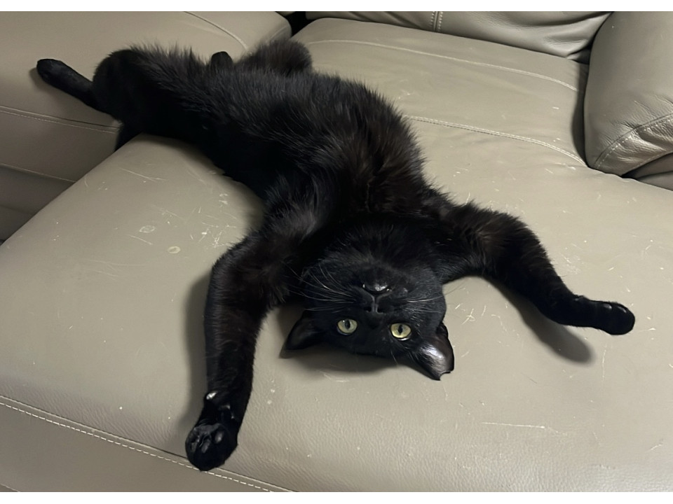 黒猫 白夜ムック653黒猫まみれ 黒もふ特盛号』のご紹介 - 株式会社 白夜書房