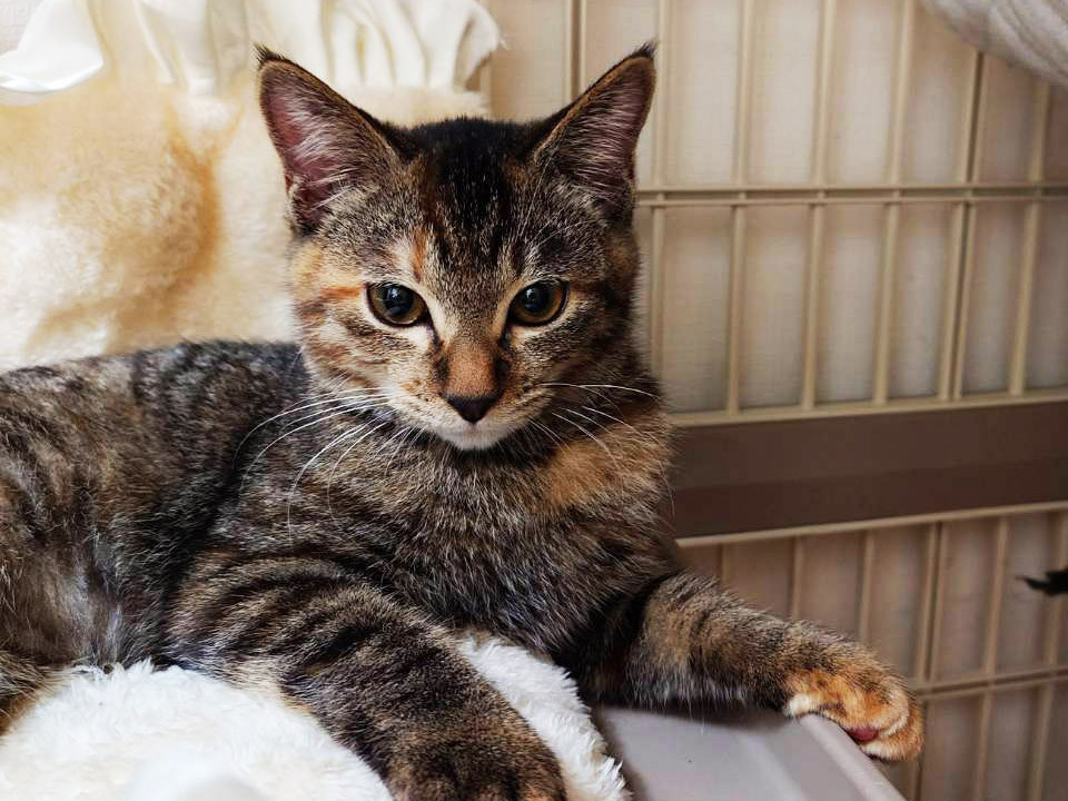 猫]東京都府中市の里親募集 個性が光る3兄妹,なえ♀5ヵ月※初参加