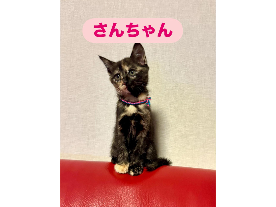 猫]福岡県北九州市八幡東区の里親募集 珍しい模様のサビ、好奇心旺盛な子