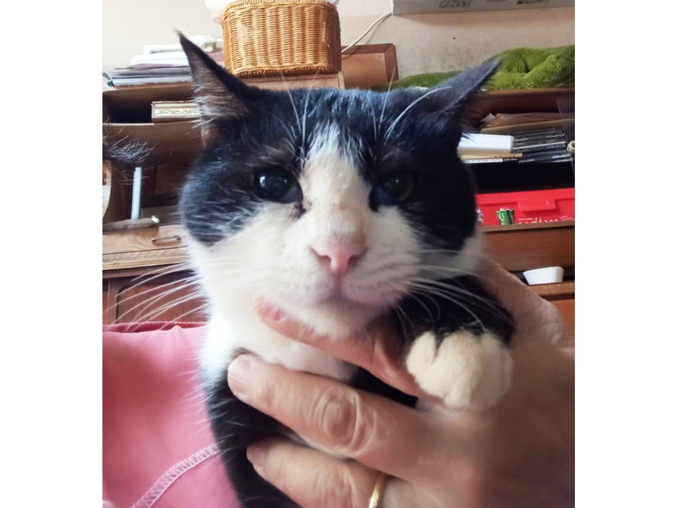 うらねこ様 完成品ご確認ページ☺︎ 猫]東京都府中市の里親募集 飼育崩壊から救出,たまちゃん♀4歳〜6歳