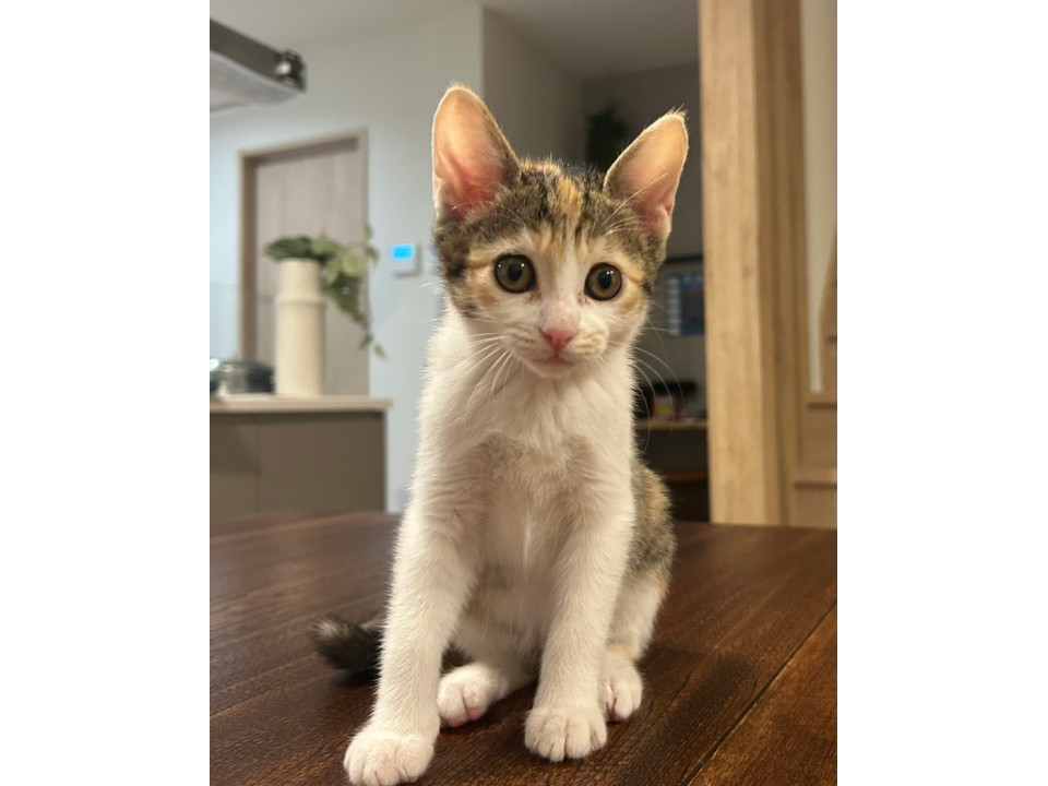 猫]茨城県つくば市の里親募集 ザ・ミケジョ☆たまちゃん
