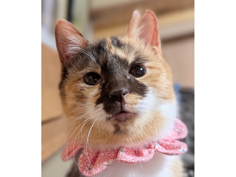 猫]千葉県野田市の里親募集 黒目がちの瞳が愛らしい、桜子です♡