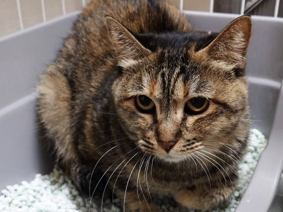 プロポリス- ねこママさん専用です- 猫]東京都府中市の里親募集 子どもを守ったママ猫♀さおり